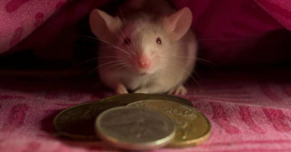 Un ratón con monedas delante